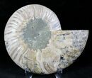Cut Ammonite Fossil (Half) - Agatized #27703-1